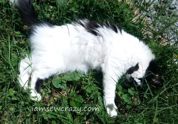 black and white longhaired cat lying in the grass acting cute