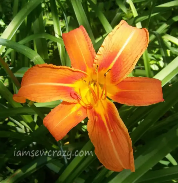orange and yellow daylily flower
