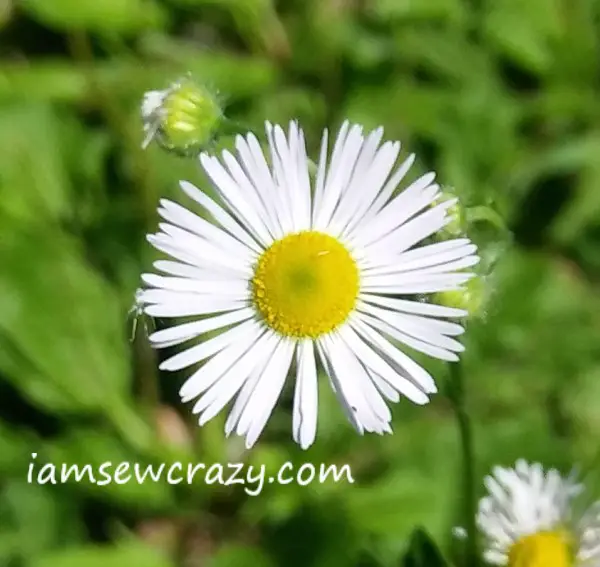 wild daisy flower