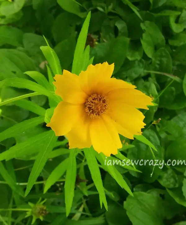 yellow cosmo flower with bent petals