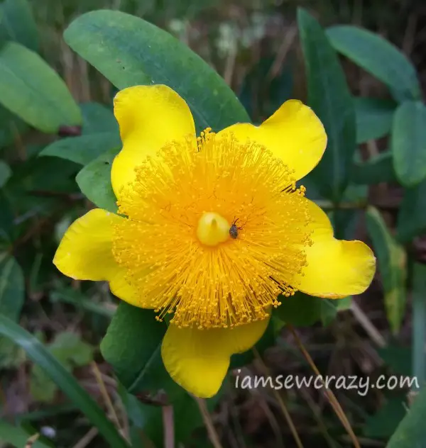 yellow hypericum flower with a bug in the center