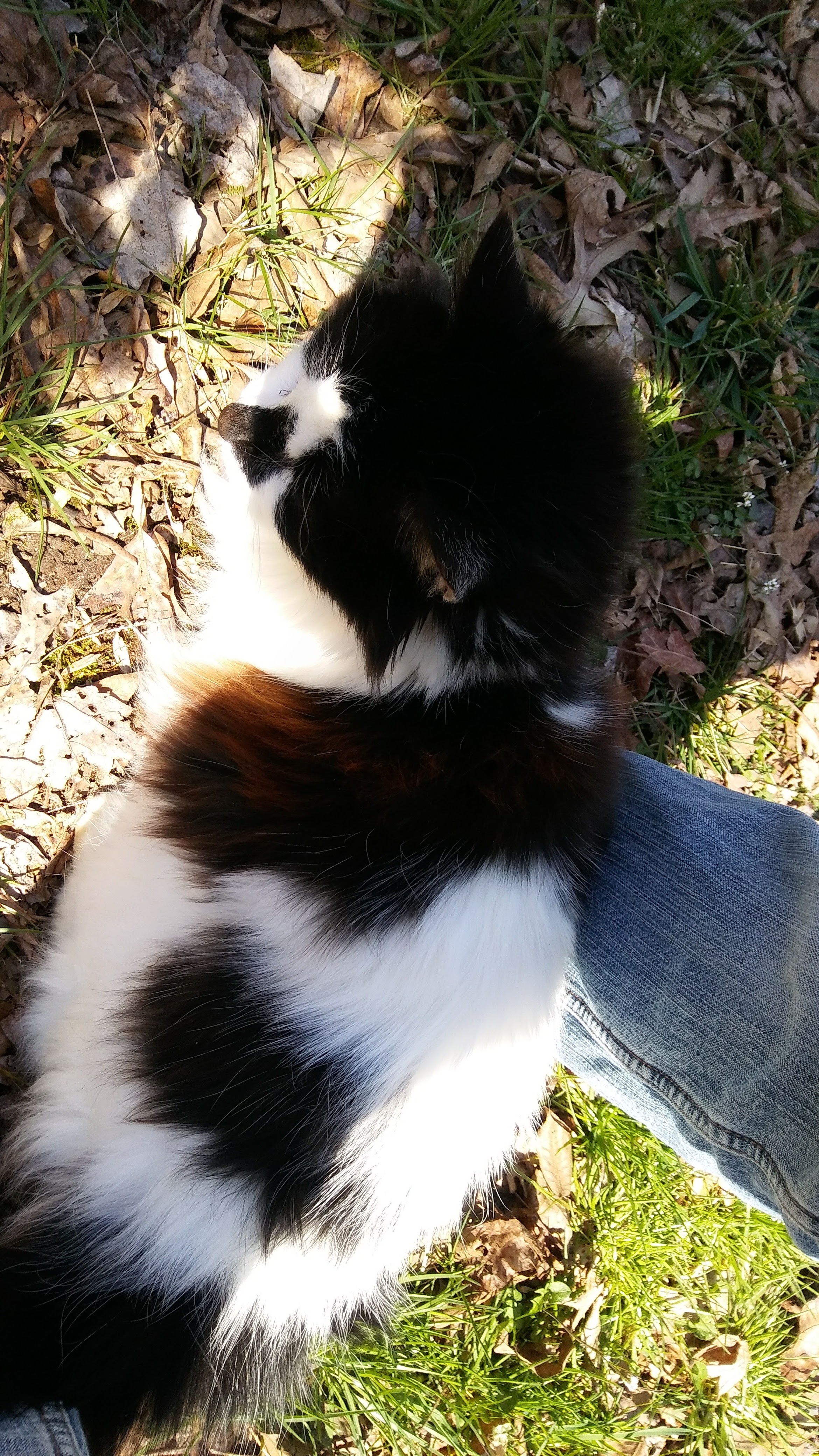 black and white longhaired cat