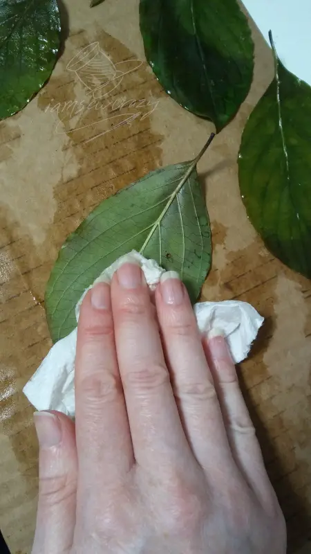 blotting leaves dry with paper towels