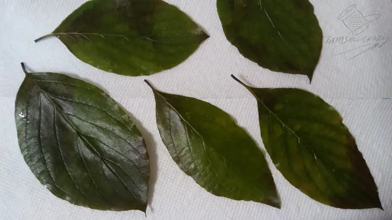 leaves drying on paper towels