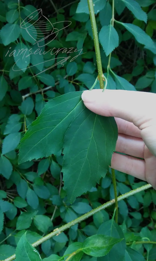 picking forsythia leaves