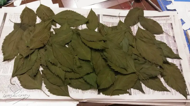 preserved leaves on newspaper