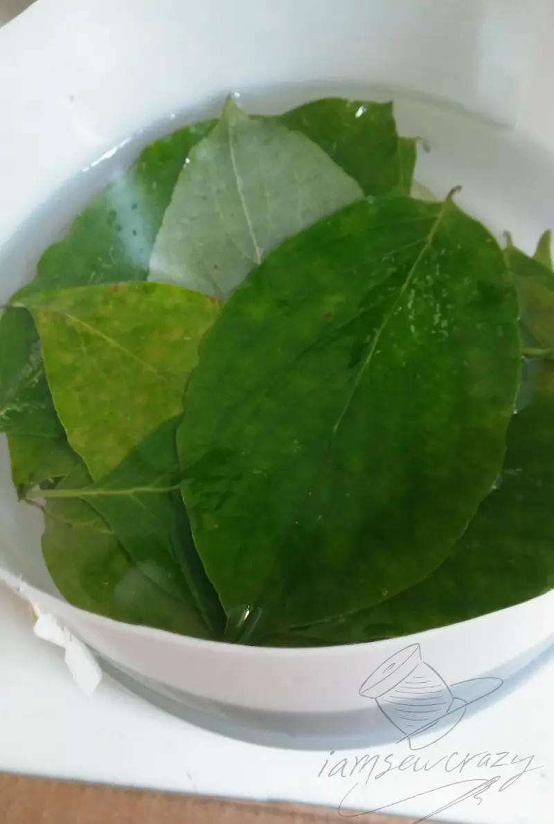 preserving leaves in glycerine