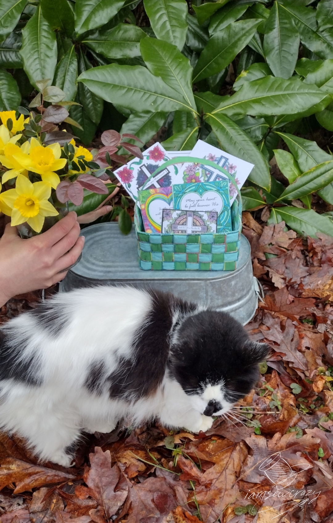 picture of easter greeting cards and daffodils with cat appearing in frame