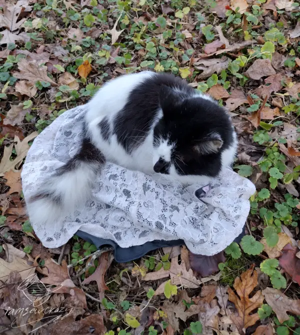 cat sitting on lace dress
