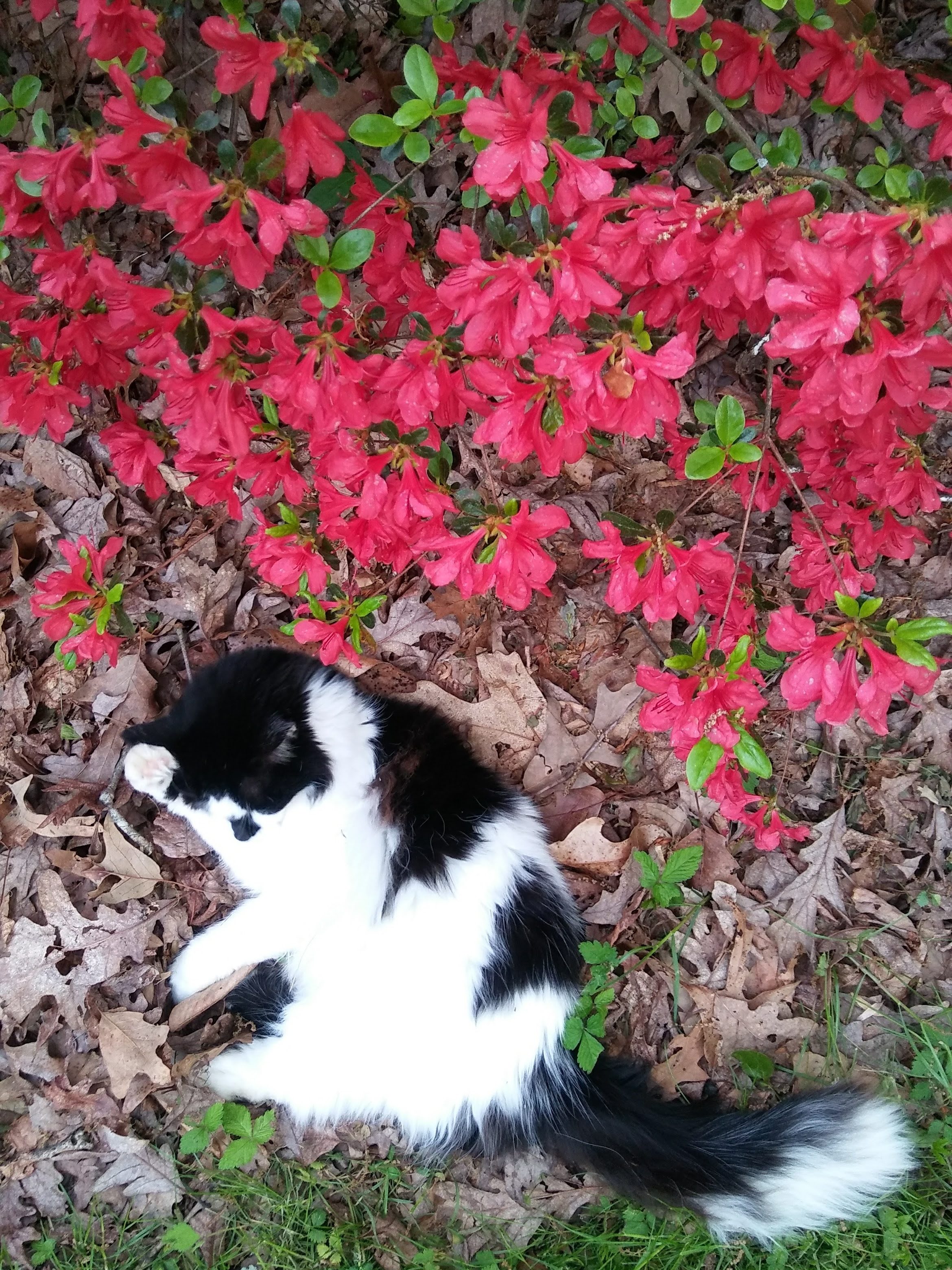 black and white longhaired cat beside pink azaleas