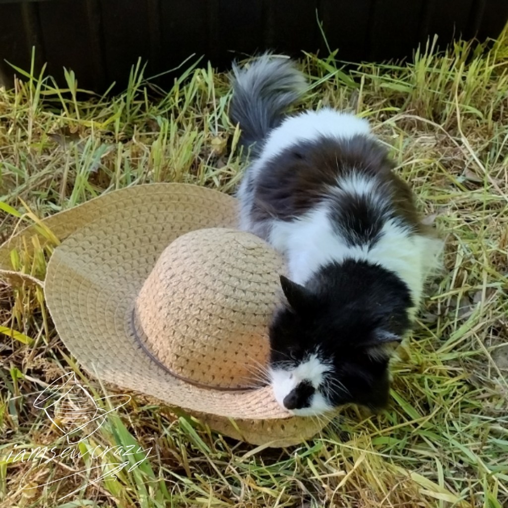 cat rubbing face on broken straw hat