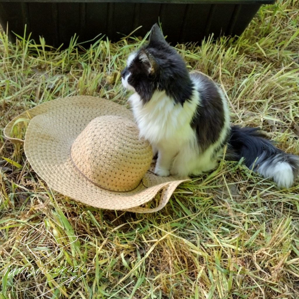 cat photobombing picture of broken straw hat