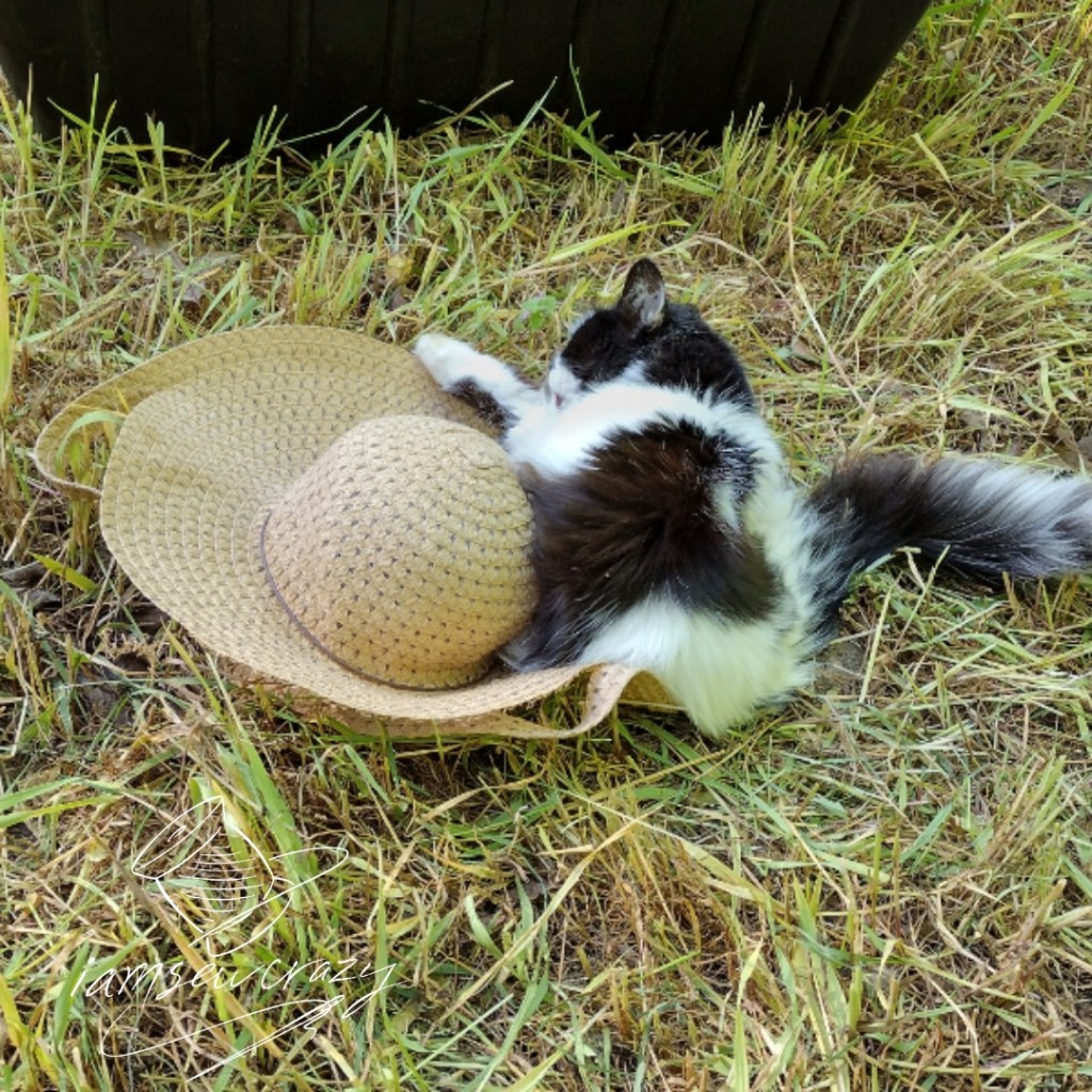 animal lying down on broken straw hat