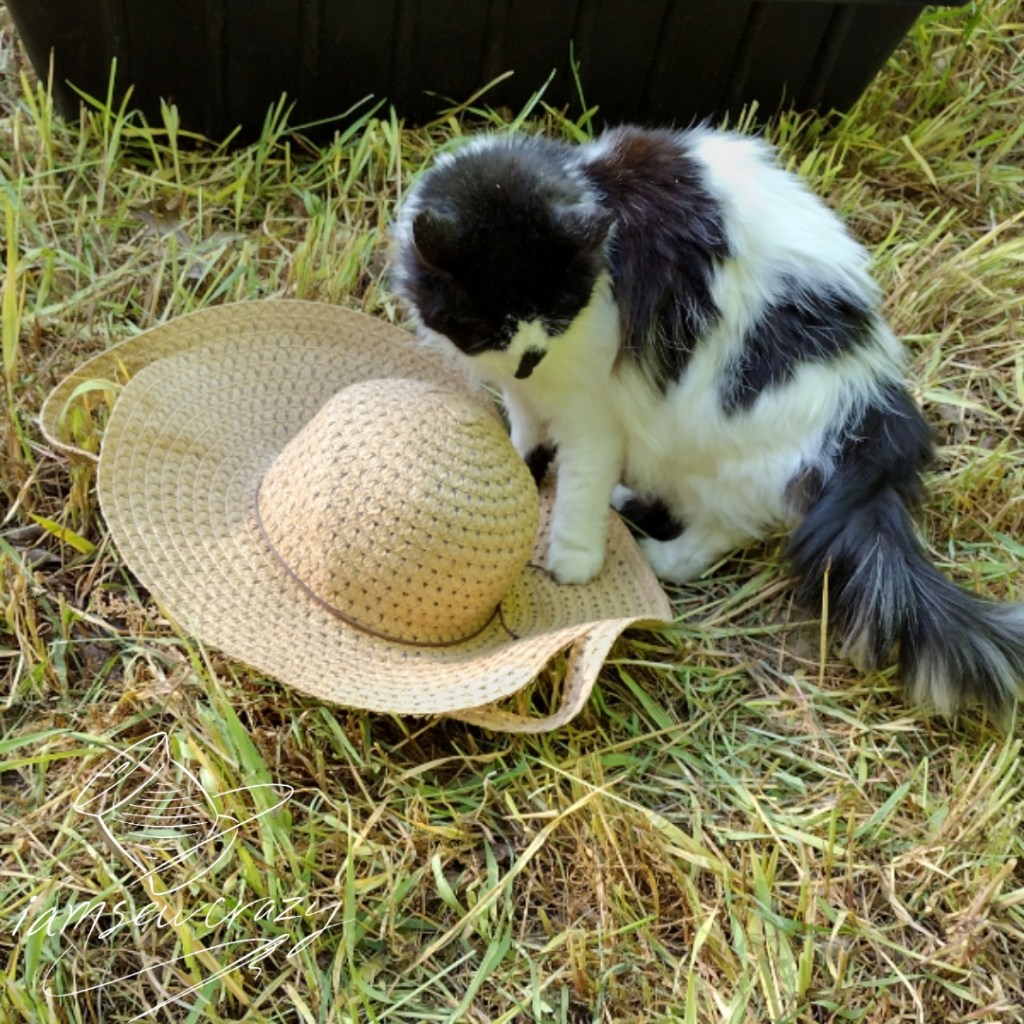 animal balancing on broken straw hat